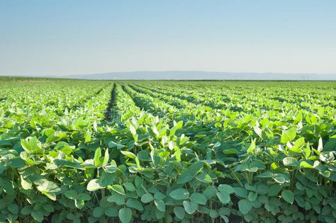 Soybean field. With rows of soya bean plants , #spon, #rows, #field, #Soybean, #plants, #bean #ad Soybean Field, Soybeans Plant, Farm Fields, Agriculture Business, Soy Bean, Corn Field, Bean Plant, Classroom Newsletter, Soya Bean