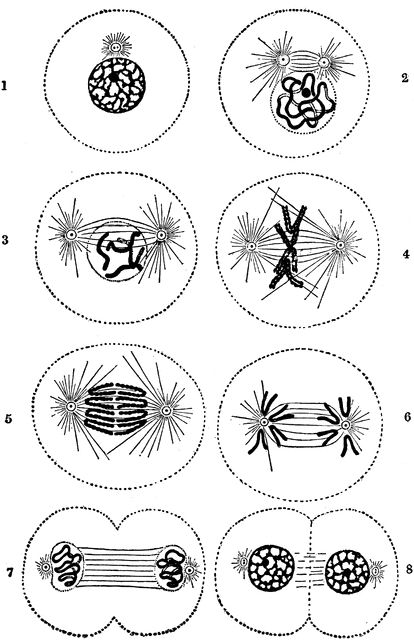 Cell Division Cell Differentiation, Biology Resources, Cell Cycle, Biology Art, Sketchbook Project, Cell Division, Animal Cell, Biology Lessons, Cell Growth