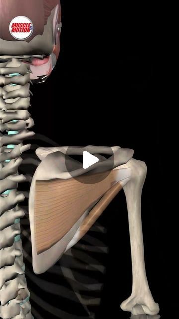 Infraspinatus Muscle, Rehab Exercises, Rotator Cuff, A Force, Perfect Harmony, Range Of Motion, Strength Training, Muscles, Anatomy