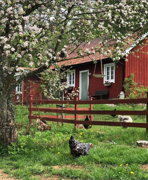 my scandinavian home: swedish cottage Swedish Country House, Sweden Aesthetic, Swedish Homes, My Scandinavian Home, Swedish Summer, Swedish Cottage, Sweden House, Red Houses, Red Cottage