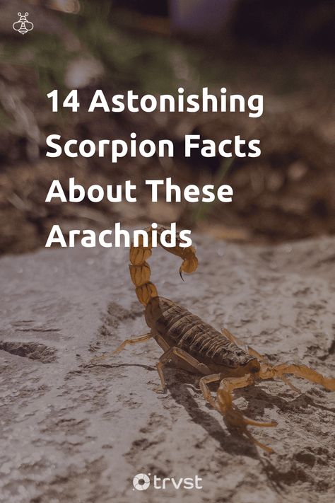 Bug Facts, Spider Fact, Scorpion Facts, Biodiversity Conservation, The Scorpions, Nocturnal Animals, Earth Nature, Ancient Origins, Nature Green