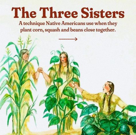 The Oxygen Project on Instagram: "Corn, beans, and squash were definitely on the menu when pilgrims and Native Americans ate together on that first thanksgiving. 🌽🫘🎃 These three staples were among the first important crops for early settlers — using the techniques taught by Native Americans. According to Iroquois legend, these three plants when planted together thrive in the same way three sisters can stick together and support eachother. The Native Americans chose to plant corn, beans and sq Thanksgiving Native American, Indigenous Symbols, Native American Games, Navajo Words, Native American Herbs, Native American Thanksgiving, Indigenous Wisdom, Native American Books, Native American Mythology