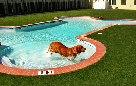 Bone-shaped pool designed with specific depths for dogs just deep enough to play in. Decoist Dog Pools, Awesome Pools, Mini Swimming Pool, Dog Swimming Pools, Boarding Facility, Dog Psychology, Geometric Pool, Doggy Daycare, Dog Room