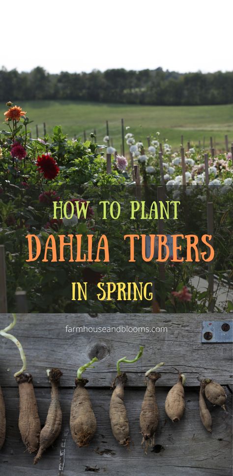 two pictures, one of a garden with blooming dahlias, the other of dahlia tubers sprouting and placed on a wooden bench When To Plant Dahlia Tubers, When To Plant Dahlias, How To Grow Daliah Flower, Dahlia Flowers Garden, Dahlia Planting Ideas, Dahlia Tuber Planting, Dahlia Raised Bed, How To Plant Dahlias, Saving Dahlia Tubers