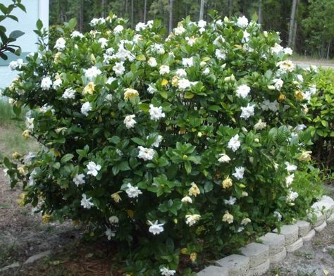 Garden With Border And Gardenia Plants : The Pretty Gardenia Outdoor Plants August Beauty Gardenia, Gardenia Trees, Gardenia Shrub, Growing Gardenias, Gardenia Bush, Cape Jasmine, Gardenia Plant, Southern Garden, Fast Growing Trees