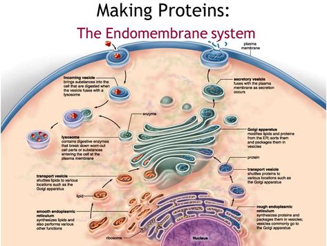 Image result for endomembrane system Endomembrane System, Cell Biology Notes, Cell Parts, Plasma Membrane, Biology Classroom, Medical Laboratory Science, Biology Lessons, Medical School Studying, Teaching Biology