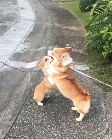 Corgi Training, Corgi Sleeping, Corgi Sploot, Puppy Hug, Cute Corgi Puppy, Corgi Dogs, Labrador Mix, Corgi Art, Very Cute Puppies