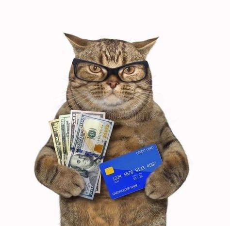 Money Animation, Cat Money, Notion Inspo, Money Cat, Paying Off Credit Cards, Vision Board, Humor, Money, Memes