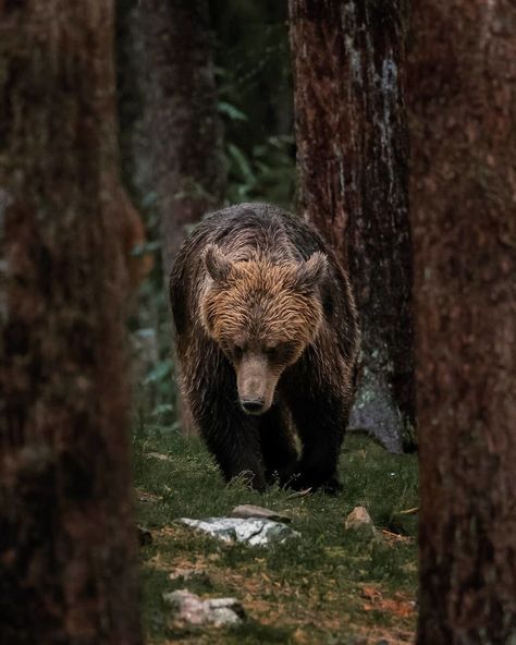 Aesthetic Animal Wallpaper, Wallpaper Dog Aesthetic, Animals And Pet Supplies, Aesthetic Animals, Animal Aesthetic, Bear Bears, Wild Forest, Bear Photos, Forest Spirit