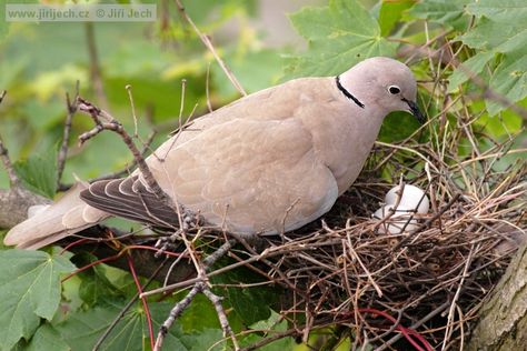 Dove with eggs in the nest Baya Bird Nest, Irish Farm, Hummingbird Nest With Eggs, Hummingbird In Nest, Dove Nest, Collared Dove, Bird In Nest, Chirping Birds, Bird Table