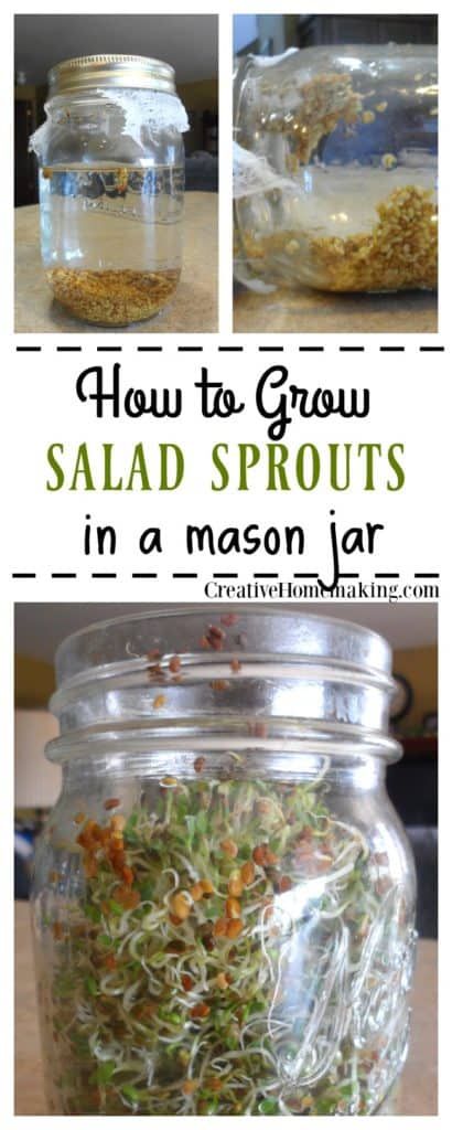 Grow Bean Sprouts, Sprouts In A Jar, How To Grow Sprouts, Traditional Homemaking, Preserving Basil, Grow Sprouts, Microgreens Growing, Growing Beans, Growing Sprouts