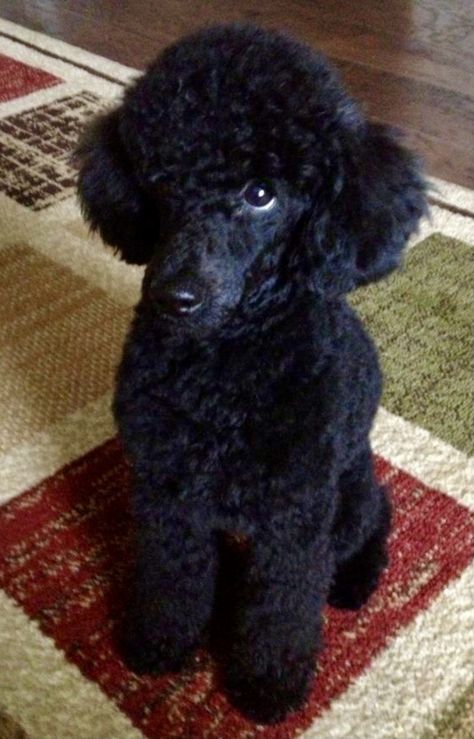 Miniature Poodles, Poodle Haircut, Mini Poodle, Poodle Cuts, Black Poodle, Positive Dog Training, Toy Poodles, Poodle Grooming, Poodle Love