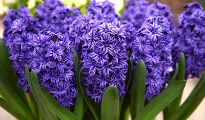 Hyancith Flower, Hyacinth Flowers, Miss Saigon, Dark Blue Flowers, Flower Garden Design, Navy Flowers, Royal Garden, Wonderful Flowers, Spring Bulbs