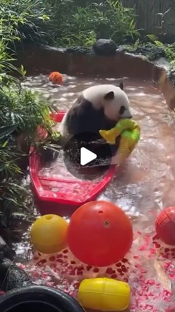 @chinapandafanlily on Instagram: "After many days on the boat, ShunShun舜舜 finally caught a fish🐟.  So happy!😂🤣  #panda #熊猫 #pandababy #pandabear" Funny Pandas Videos, Silly Panda, Funny Panda Pictures, Styles For Pregnant Women, Panda Videos, Panda Gif, Funny Panda, Panda Memes Funny, Curly Hair Drawing