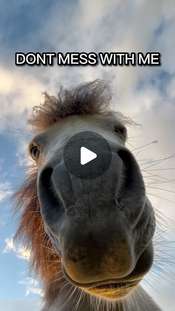 Kayah Lieto on Instagram: "I would be scared if I were you!😳😱😂

•

•

•

#funnypony #funny #equestrian #horses #pony" Equestrian Funny, Funny Equestrian, Equestrian Horses, Horse Funny, Girl Pony, Trick Riding, Dont Mess With Me, Funny Horse, Funny Face