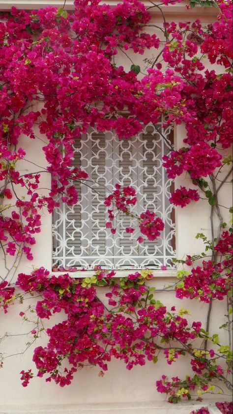 Bougainvillea Trellis, Spanish Flowers, Bougainvillea Flower, Indian Garden, Scenery Background, Garden Painting, Wedding Mood Board, Climbing Plants, Bougainvillea