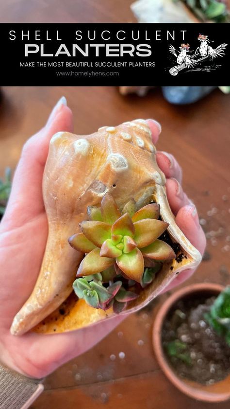 Seashell Succulent Planter, Sea Shell Planters, Conch Shell Planter, Conch Shell Crafts Diy Ideas, Biology Party, Conch Shell Crafts, Conch Shell Decor, Shell Garden, Creative Planters