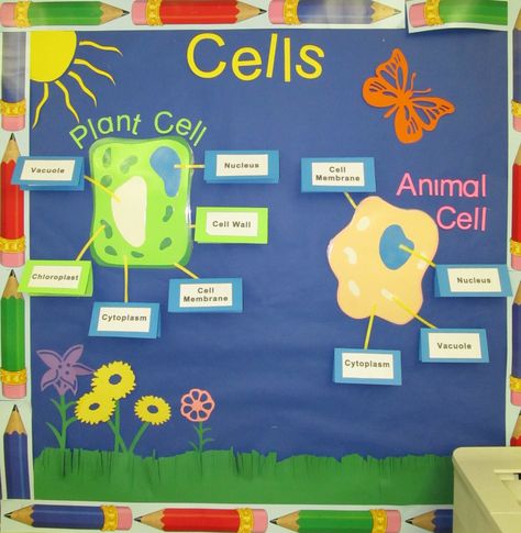 cells bulletin board from my unit plan :) Science Display, Science Bulletin Boards, Science Cells, Middle School Science Classroom, Soft Board, Cells Project, Science Room, Science Classroom Decorations, Science Decor