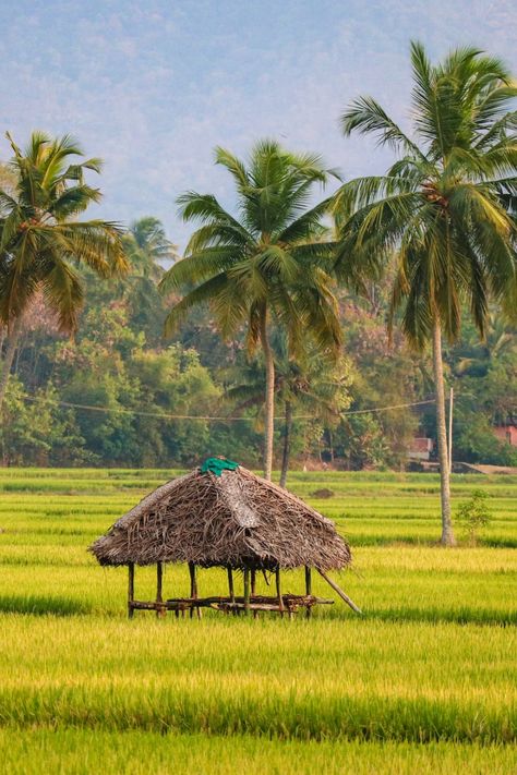 a hut in a rice field with palm trees Natural Village Pic, Photography Ideas Nature, Nature Photography Ideas, Dance Forms, Kerala Tour, Photography Mobile, Nature Photography Tips, Village Photos, New Year Pictures