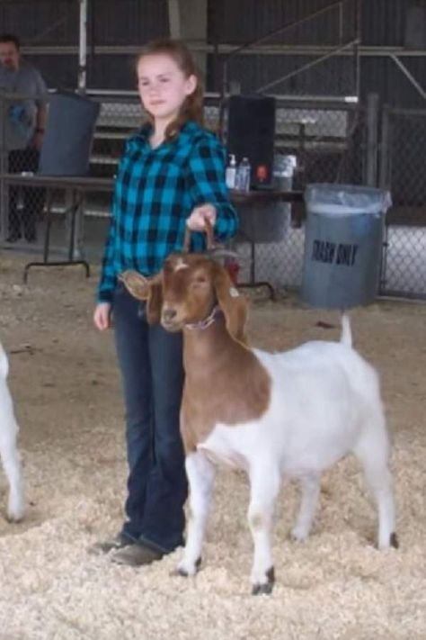 Goat Health, Show Goats, Feeding Goats, Boer Goats, Goat Meat, Showing Livestock, Dairy Goats, Ffa, The Basics