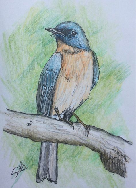 I missed the June #BirdWhisperer prompt for the Tickell’s Blue Flycatcher, so here is me catching up before the July prompt. Better late than never. This is an insectivorous bird that breeds in tropical Asia, from the Indian Subcontinent east to Bangladesh and western Myanmar. Blue Bird Drawing, Birds Drawing, Indian Subcontinent, Kalamkari Painting, Bird Sketch, Watercolor Birds, Bird Drawing, Art Student, Better Late Than Never