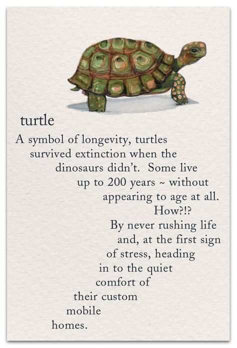 Turtle Meaning, Turtle Spirit Animal, Turtle Symbolism, Turtle Quotes, Logo Meaning, Pet Condolences, Turtle Birthday, Turtle Tattoo, Symbols And Meanings