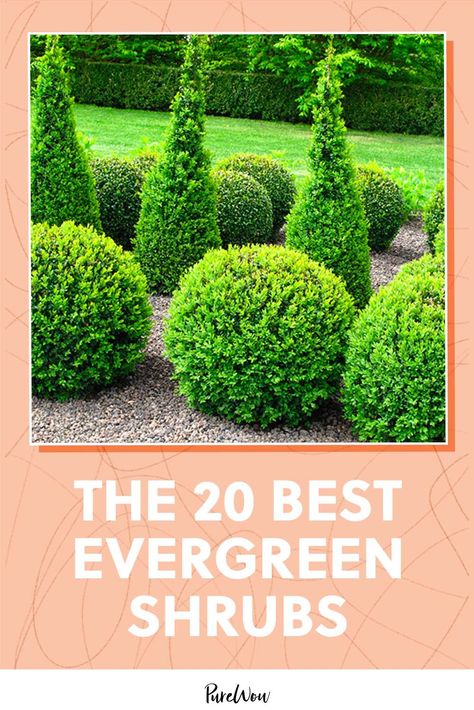 Ever Green Bushes, Foundation Plants For Side Of House, Front Yard Landscaping Evergreen Shrubs, Front Of House Evergreen Landscape Ideas, Front House Landscaping Evergreen, Globe Evergreen Shrubs, Best Evergreens For Front Of House, Evergreen Shrubs In Front Of House Ideas, Slow Growing Shrubs Front Yards