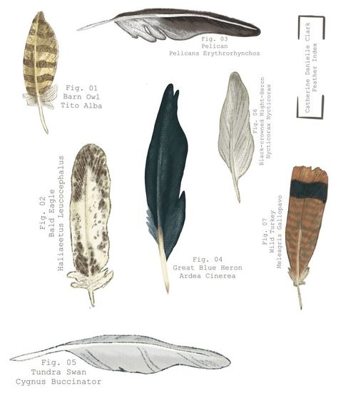 a scientific index of bird feathers inspired by the book Where the Crawdads Sing and the character Kya Clark Kya Clark Where The Crawdads Sing, Kya Clark, Where The Crawdads Sing, Sing Movie, Nature Posters, Nature Journal, Book Projects, Painting Edges, Book Inspiration