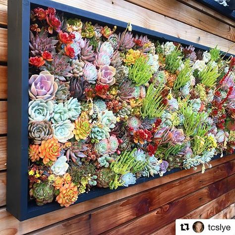 You have the wall we have the succulents. Heres a little creativity inspiration for you!  #iheartsucculents #plantgoals Succulent Wall Garden, Succulent Wall Planter, Vertical Succulent Gardens, Succulent Landscape Design, Vertical Garden Design, Plant Goals, Succulent Landscaping, Succulent Wall Art, Vertical Garden Wall