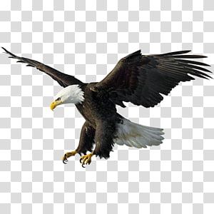 Philippine Eagle Flying, Eagle Png Hd, Bald Eagle Drawing, Ninja Emoji, Photography Logo Maker, Eagle Background, Best Facebook Profile Picture, Eagle Illustration, Bike Status