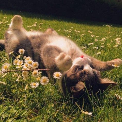 Cat Core, Animals In Nature, Cottagecore Cat, Cats And Flowers, Söt Katt, Cute Cats Photos, Pretty Animals, Silly Animals, Cat Aesthetic