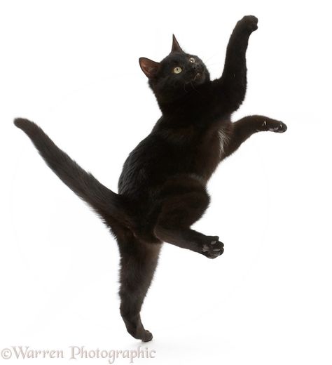 Jumping Cat, Cat Stretching, Cat Reference, Cat Pose, Black Kitten, Cat Tower, Warrior Cat, Silly Cats, Warrior Cats