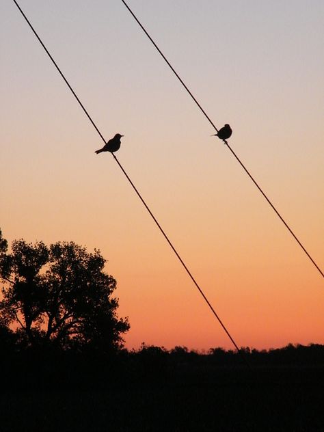 Birds chirping at dawn Bird Chirping, Birds Chirping, Spring Birds, When I Go, Cute Posts, Poetry Book, Aura Colors, Two Birds, Poetry Books