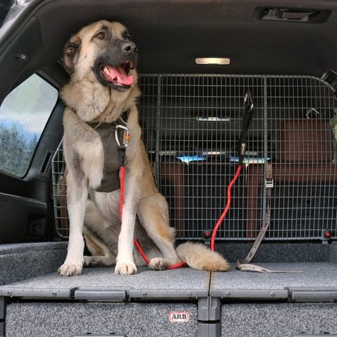 You Need a Better Dog Barrier | Outside Online Dog Barrier, Mid Size Sedan, Car Shopping, Pet Barrier, Dog Safety, Dog Travel, Car Shop, Large Dogs, Dog Owners