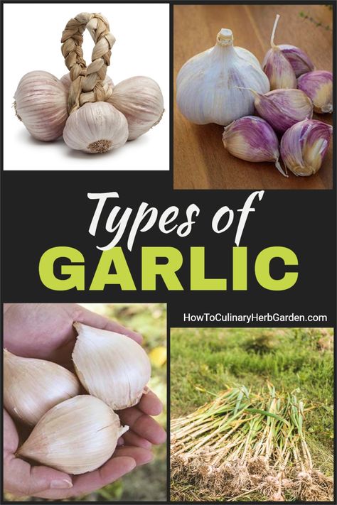 Different types of garlic thrive in different conditions and have different qualities. This article will help you pick a garlic variety that’s right for your climate and your cooking needs. | | #herbgarden #culinaryherbs #growingherbs #foodgardens Different Types Of Garlic, Garlic Varieties, Types Of Garlic, Hardneck Garlic, Planting Garlic, Garlic Scapes, Harvesting Herbs, Garlic Bulb, Culinary Herbs