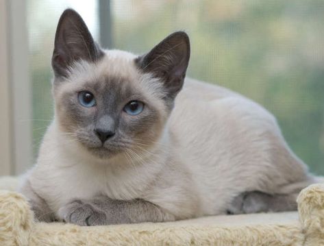 Siamese Blue Point - Apple Head Blue Point Cat, Siamese Seal Point Cat, Lilac Lynx Point Siamese, Siamese Lilac Point, Blue Point Siamese, Hypoallergenic Cats, Cross Eyed Siamese Cat, Siamese Cats Blue Point, Balinese Cat