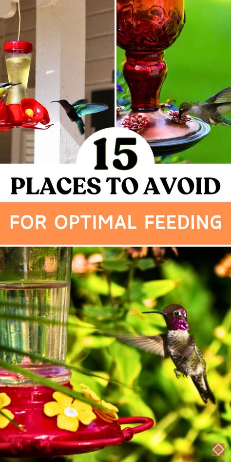 Ensure your hummingbird feeder is in the best possible spot by avoiding these 15 locations! With insights into ideal feeder heights, avoiding windows, and minimizing exposure to harsh sun, this list keeps your hummingbird feeder safe and accessible. Save this pin to learn where not to hang your feeder for the best bird-watching experience. Hummingbird Feeder Hanging Ideas, Hummingbird Plants, Attract Hummingbirds, Hummingbird Feeder, Hummingbird Garden, Tiny Bird, How To Attract Hummingbirds, Birds And Butterflies, Humming Bird Feeders