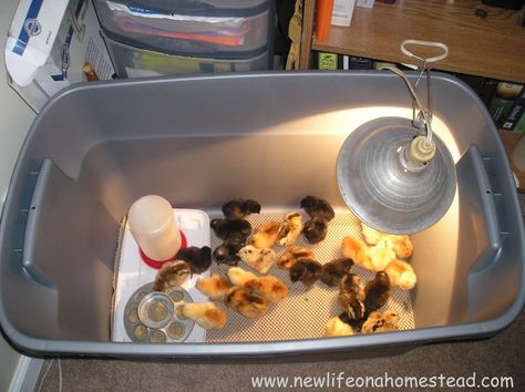 brooder Chicken Brooder Box, Chick Brooder, Brooder Box, Chicken Brooder, Baby Chicks Raising, Raising Chicks, Urban Chickens, Hatching Chicks, Heat Lamp