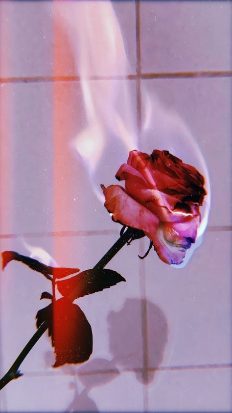 Burning Rose Wallpaper, Burning Rose Aesthetic, Pink Roses Aesthetic, Rose On Fire, Burning Rose, Roses Aesthetic, Aesthetic Rose, Rose Aesthetic, Pink Roses