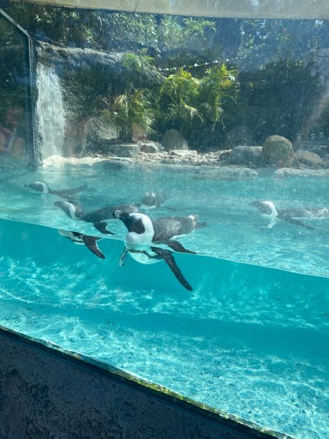 penguin, ocean, aquarium, florida, summer, busch gardens, vacation, tampa Penguins Aquarium, Penguin Aquarium, Tampa Aquarium, Dream Job Vision Board, Zoo Aesthetic, Jess Core, Aquarium Pics, Oceanography Marine Biology, Luxury Airport