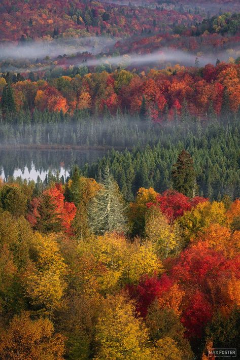 Minnesota fall colors Minnesota Fall, Boundary Waters Canoe Area Wilderness, Boundary Waters Canoe Area, Minnesota Nice, Boundary Waters, Deciduous Trees, Photography Gallery, Landscape Pictures, Nature Images