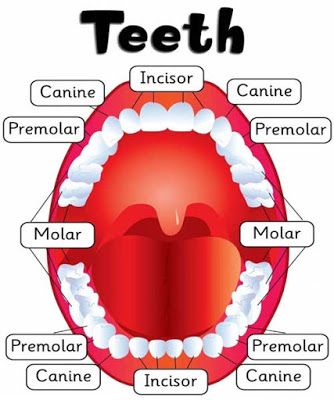 Dental Tools Names, Teeth Diagram, Dental Assistant Study, Human Mouth, Dental Hygiene Student, Dental World, Tooth Chart, Dental Health Care, Dental Hygiene School