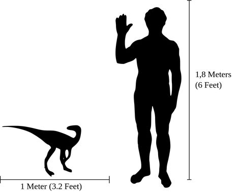 Size Comparison, Human Silhouette, Home Decor Decals, Human