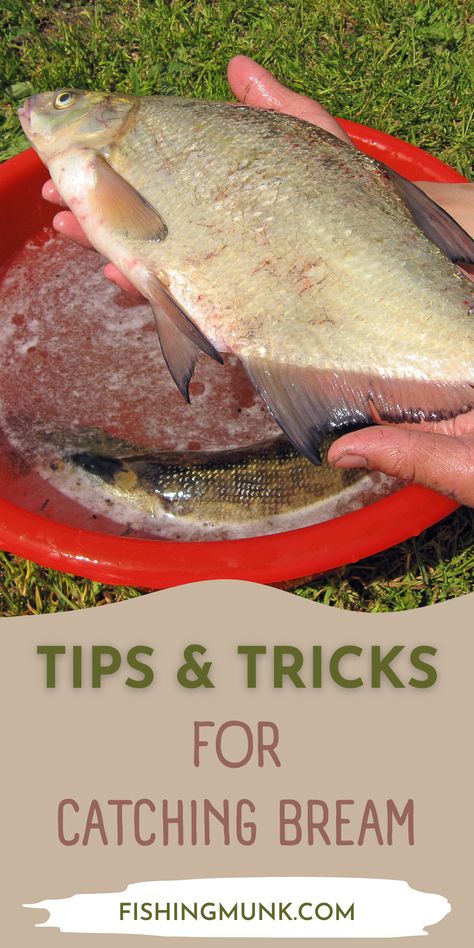 Discover some of our tips and tricks for catching bream. This species of fish is an easy target and catch. It’s not fussy in terms of bait, plus it can be caught using various methods. Trophy bream can be found in waters where boat access is hard or totally non-existent. A belly boat will help in this situation. Bream Fishing Tips, Bluegill Bait, Diy Rocket, Fishing Techniques, Catching Fish, Fishing Tips, Outdoor Fun, Tips And Tricks, Rocket