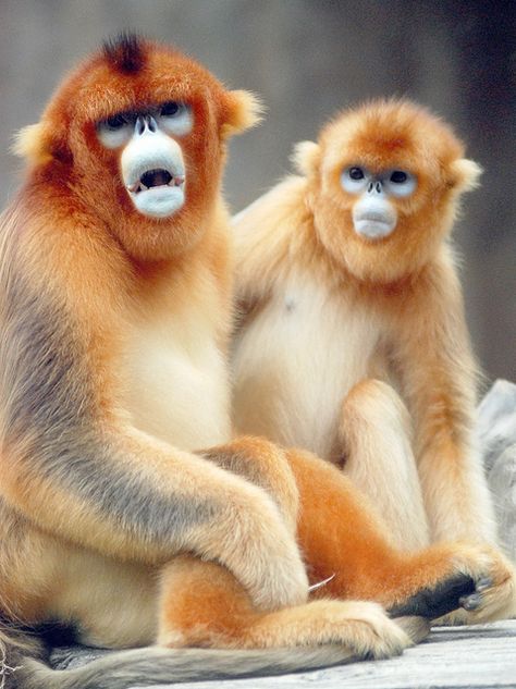 Golden snub nosed monkey by floridapfe, via Flickr Gibbons Monkey, Golden Snub Nosed Monkey, Snub Nosed Monkey, Gold Monkey, Monkey Cute, Snub Nose, Monkey Funny, Golden Monkey, Monkey Illustration