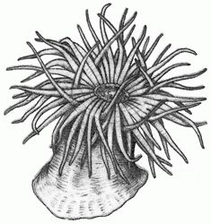 sea-anemones-8_250 Sea Anemone Tattoo, Sea Anemone Drawing, Anemone Illustration, Sealife Drawing, Anemone Tattoo, Underwater Scenery, Coral Drawing, Sea Anemones, Thigh Tat