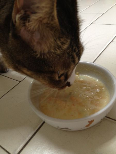 Creamy seafood soup for cats and dogs | The Raw Explorer Soup For Cats Recipes For, Soup For Cats, Cat Soup Recipe, Pet Tricks, Cat Soup, Kitty Care, Diy Cat Food, Catnip Treats, Foods Dogs Can Eat