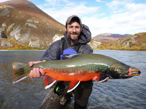 The Top 10 Best Alaska Fishing TripsThe Last Frontier’s greatest fishing destinations Alaska In August, Fishing In Alaska, Alaska Salmon Fishing, Alaska Pictures, Halibut Fishing, Seward Alaska, Alaska Fishing, King Salmon, Looking For Alaska