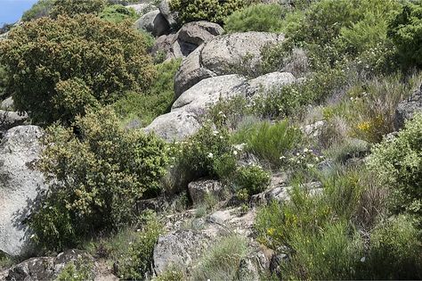 What Is a Shrubland? - WorldAtlas Ecological Succession, Insect Species, Forest Ecosystem, Landscape Concept, Cartoon World, Biome, Animal Species, Plant Species, Large Plants