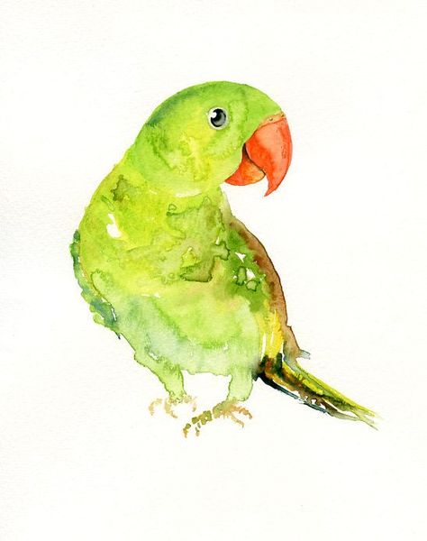 Parrot Alexandrine Parrot, Parrot Watercolor, Pencil Techniques, Colored Pencil Techniques, Beautiful Water, Watercolor Painting Techniques, Watercolor Art Lessons, Watercolour Paper, Bird Drawings